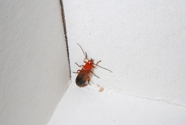 Rhagonycha fulva